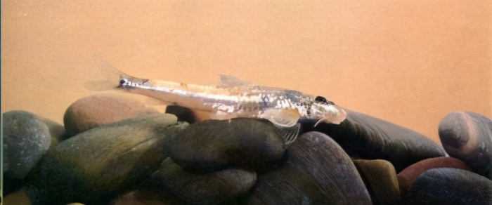 鲤科saurogobio dabryi bleeker(船钉子,白杨鱼)鲤科(六)65光唇蛇鮨