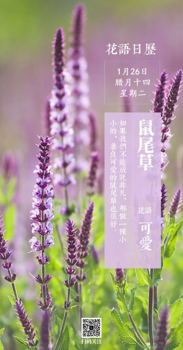 被误会成薰衣草的鼠尾草花语 善良花语日历1月26日 Mp头条