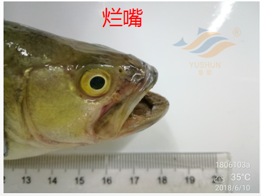 加州鱸魚養(yǎng)殖模式分析：投喂方式、放養(yǎng)水體、常見病害的分享