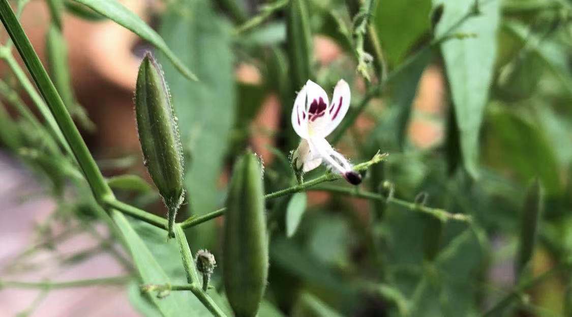 食用穿心莲 不是穿心莲 大名鼎鼎的它 你一定没见过本尊 悬壶远志 Mdeditor