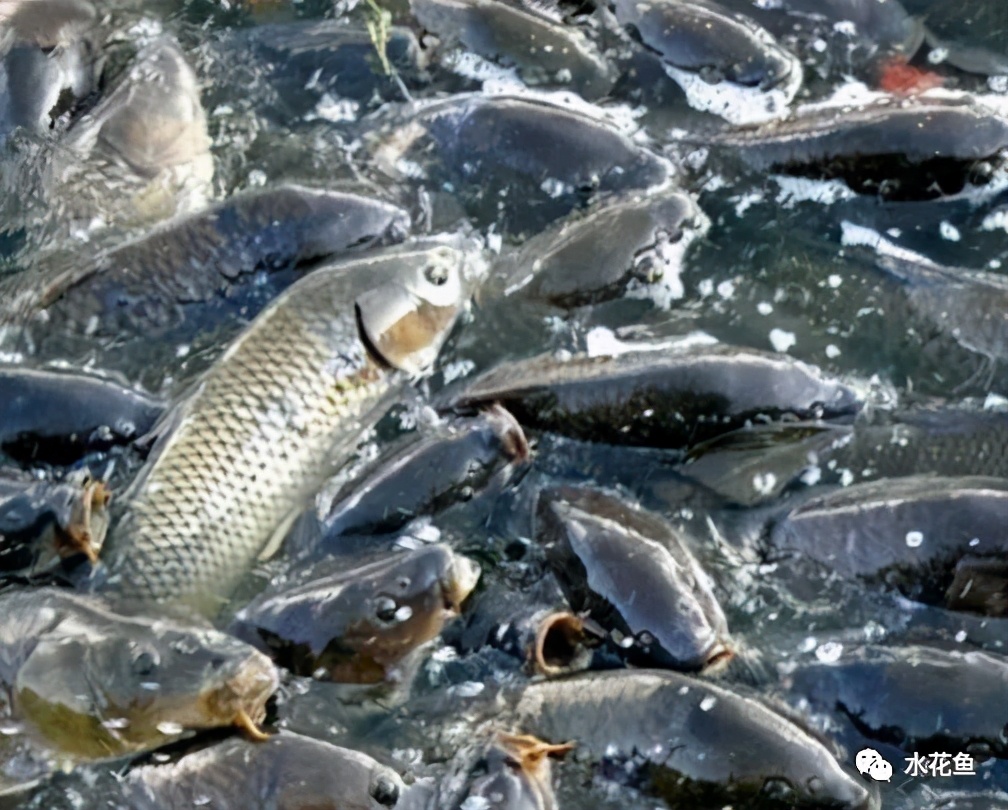 鱼类饲料投喂的四项数据指标和应注意的事项