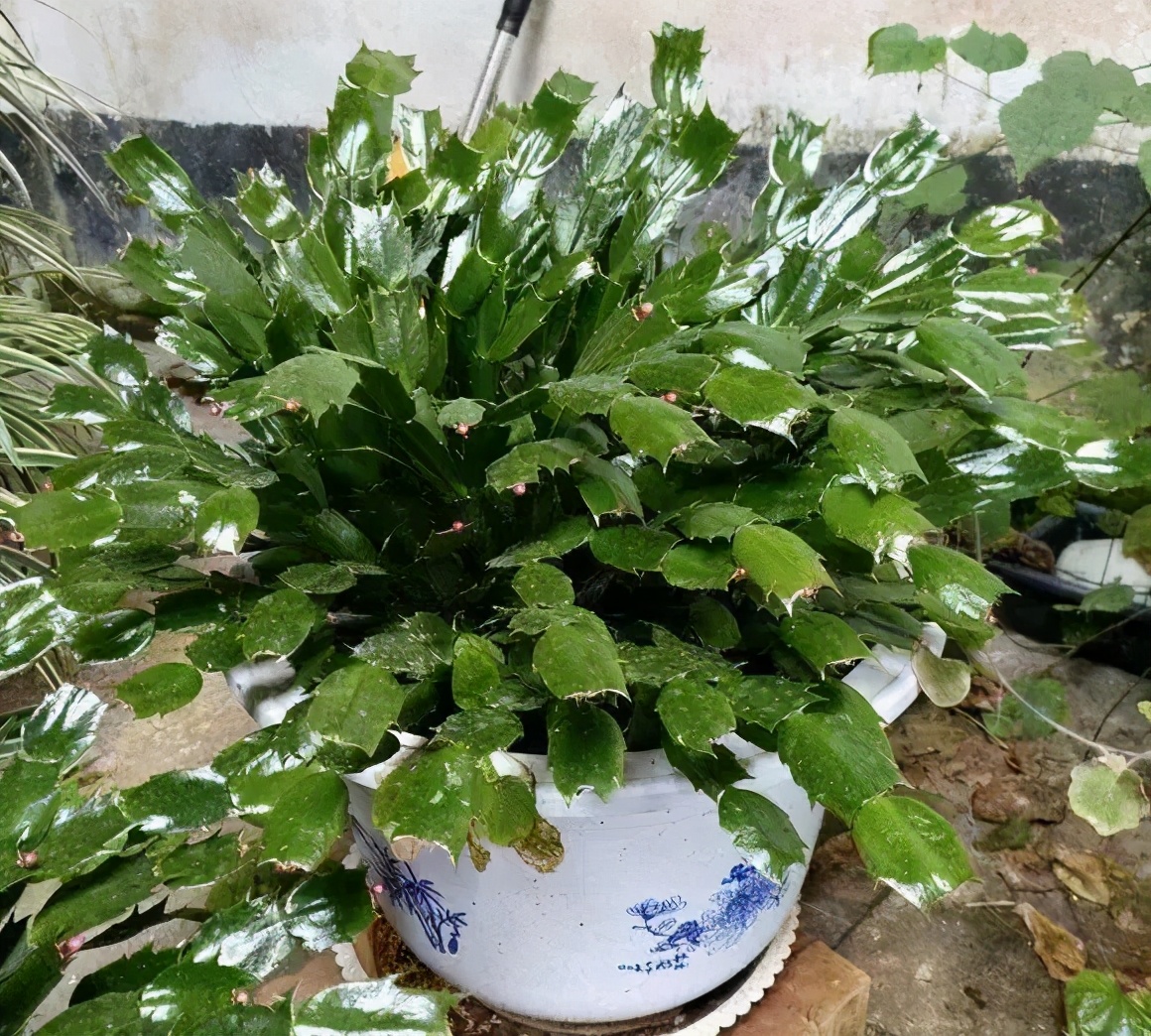 Crab claw orchid "feed it", with thick leaves and 3000 flowers iNEWS