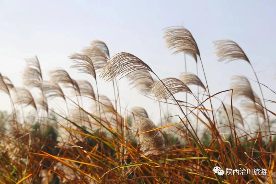 洽川湿地芦花飞舞，沉醉了时光，惊艳了你