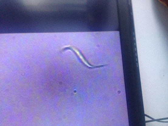 这个是蓝纤维藻,不太常见标注错误或侵犯了您的合法权益,请与本网站