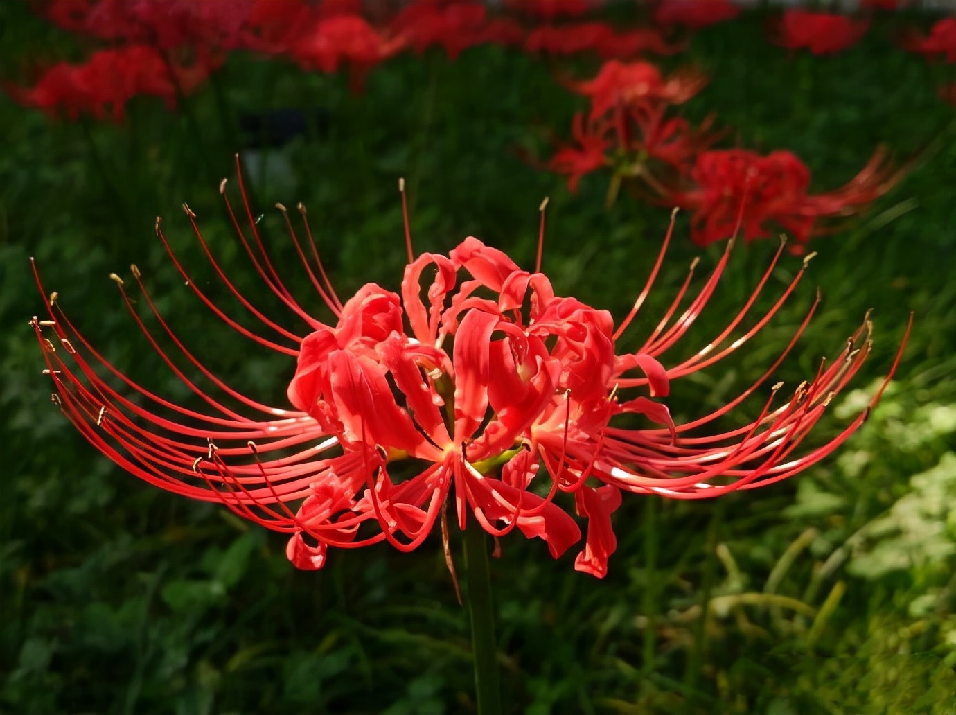彼岸花 開彼岸 只見花 不見葉 資訊咖 彼岸花 開彼岸 只見花 不見葉 資訊咖