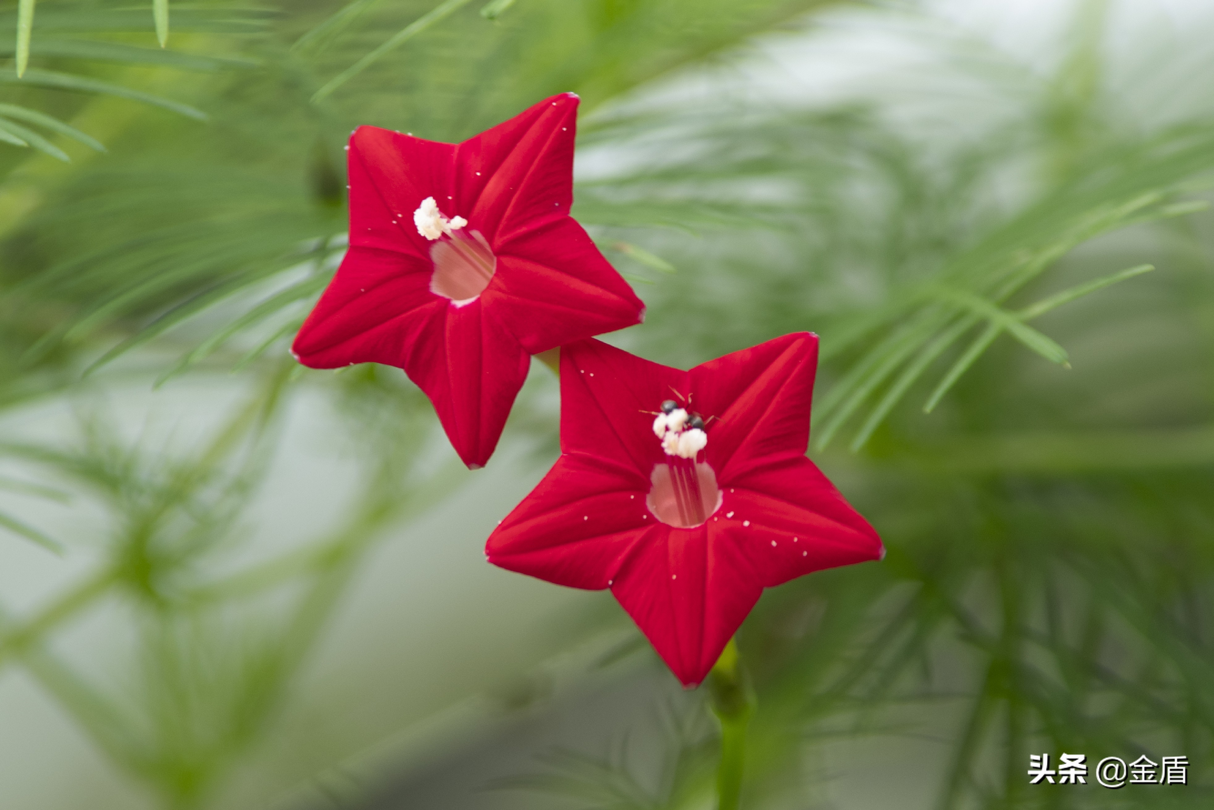 茑萝花叶纤细秀丽 花叶俱美 细致动人 资讯咖