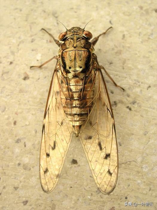 金蝉子质疑如来的佛法 金蝉子被罚的原因是什么 多课社创业平台