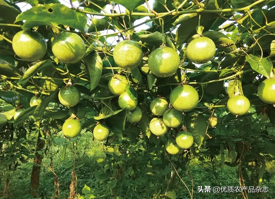 拥有6项发明专利的黄金百香果，品种致胜、科学发展成了致富“金果