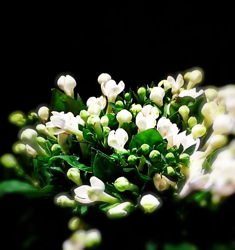 寒丁子简介 栽培要则 附图 资讯咖