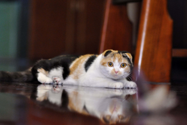 都说u201c好奇心害死猫u201d，这句话到底怎么来的？_其他_蛋蛋赞