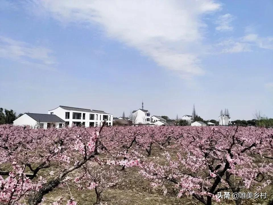 城镇化导致农村“空心化”！乡村振兴，五股返乡力量会回流？