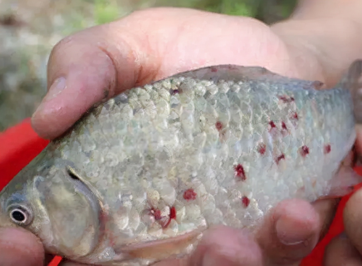 鱼身上有红斑或者虫体——这就是最顽固最难对付的鱼类锚头蚤病