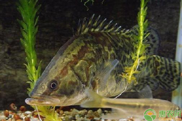 桂花鱼苗10尾左右的什么价格？桂花鱼养殖成本利