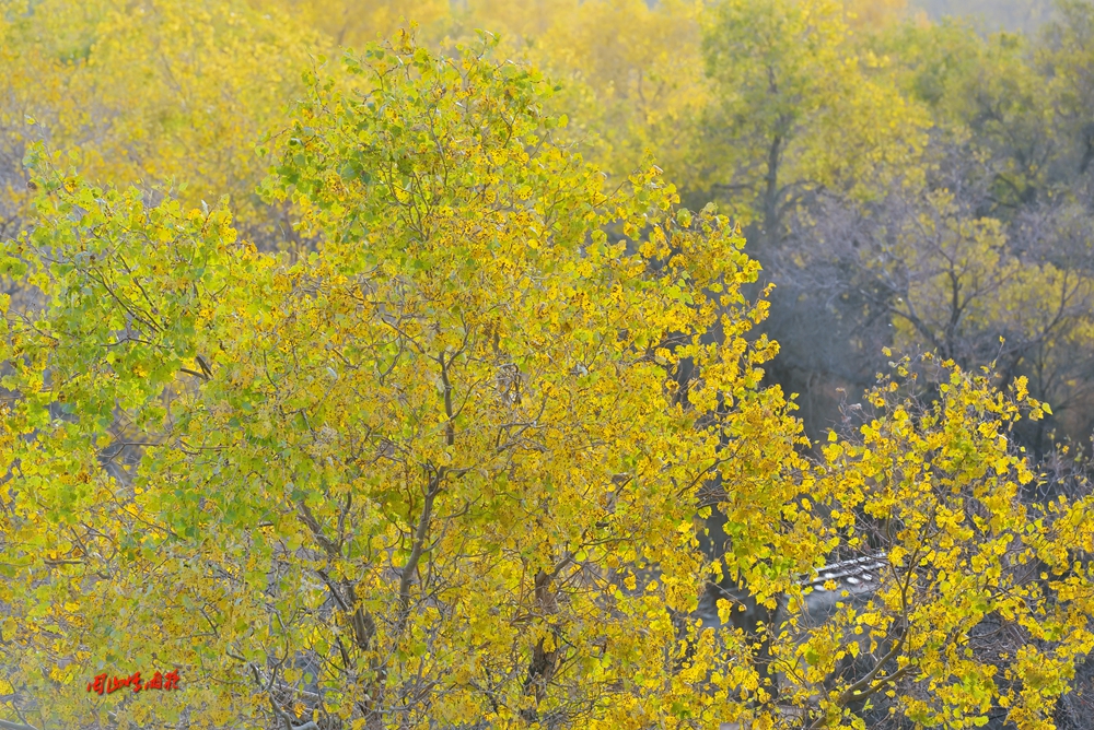 塔里木胡楊林公園——秋季到塔里木看世界上最大最古老的胡楊林