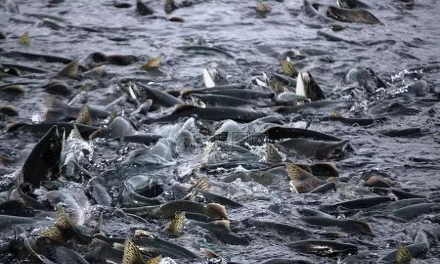 鱼老是浮头是什么情况?鱼出现浮头的原因及防治方法