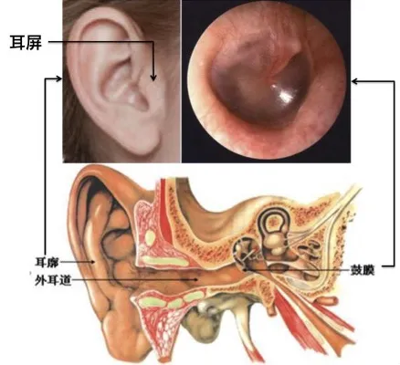 如何轻松给耳朵做“SPA”