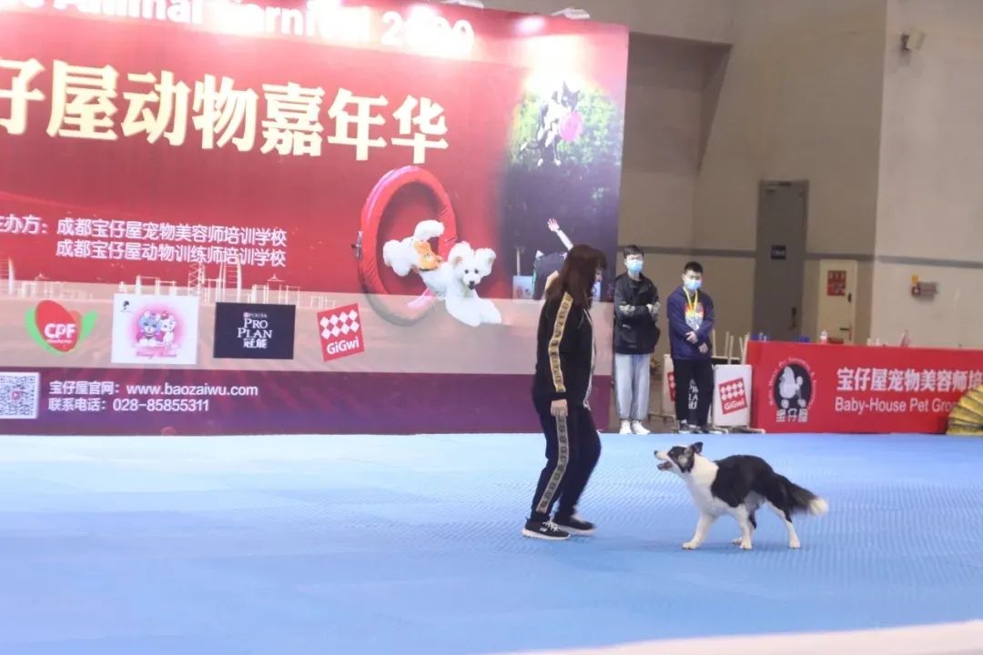 11月西部重庆展大放异彩!规模翻倍增长,开启西部宠物行业新纪元
