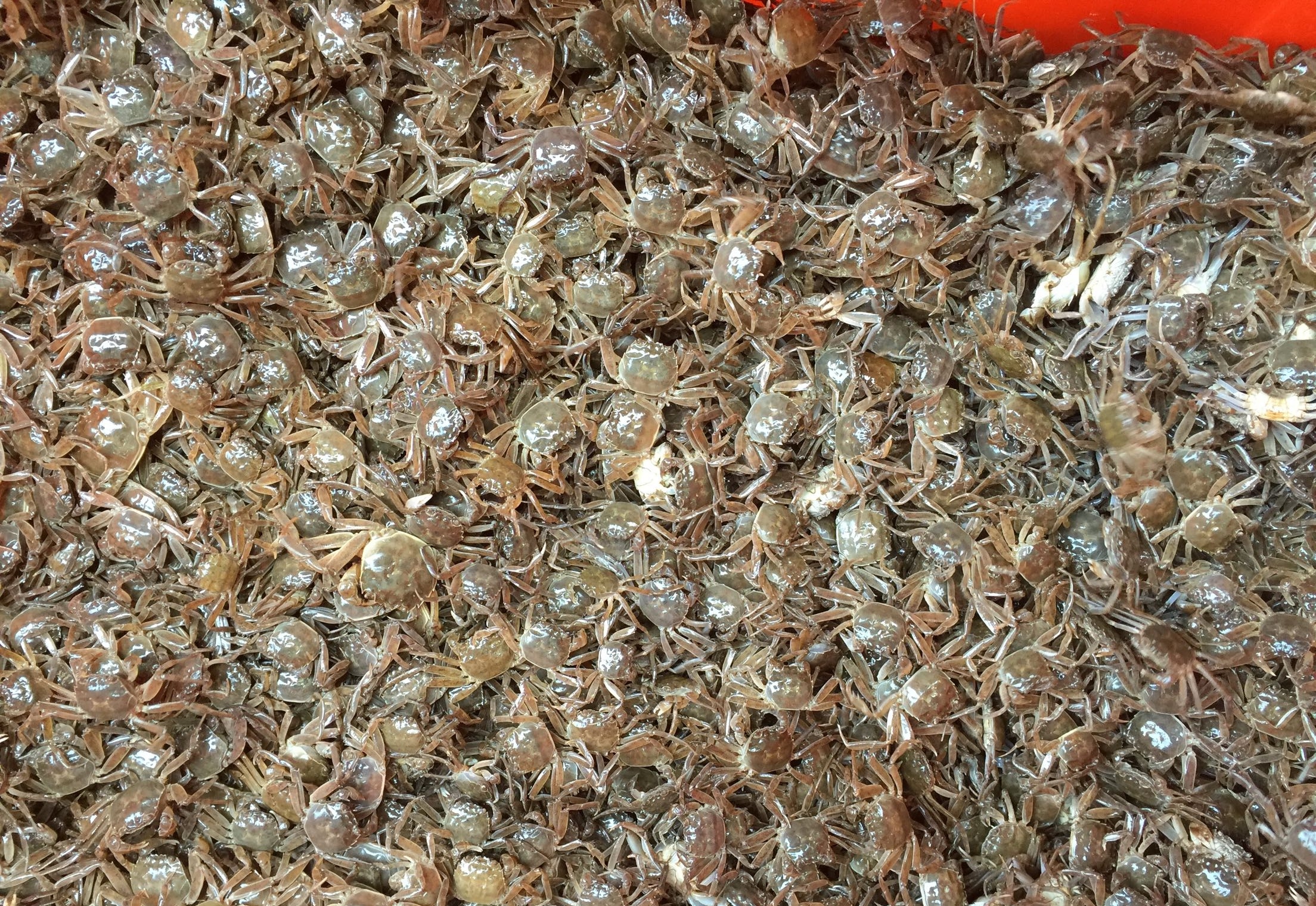 青背白肚、金爪黄毛，高品质河蟹是如何养殖的？一篇文章告诉你