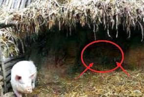 河北村民猪圈神秘丢猪，无奈只好报警，专家赶