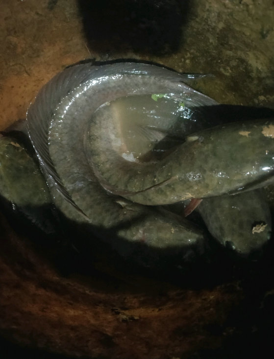 泰國黑魚入侵虎門河道,當地釣魚人:河裡黃鱔、泥鰍被它們吃完了 - 資訊咖