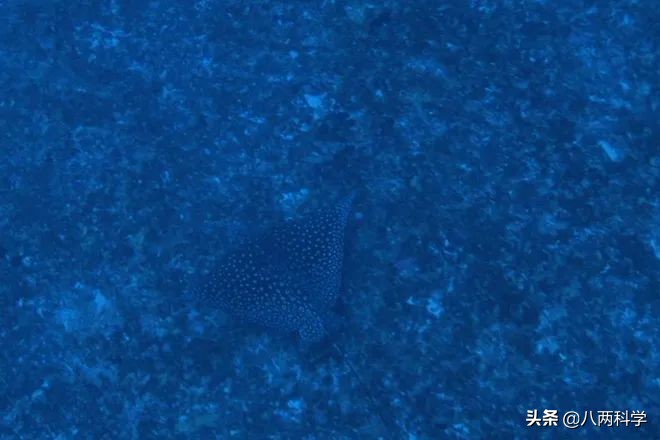 1亿年前 科学家复活最古老的微生物 喂食物让其生长 繁殖 今日热点