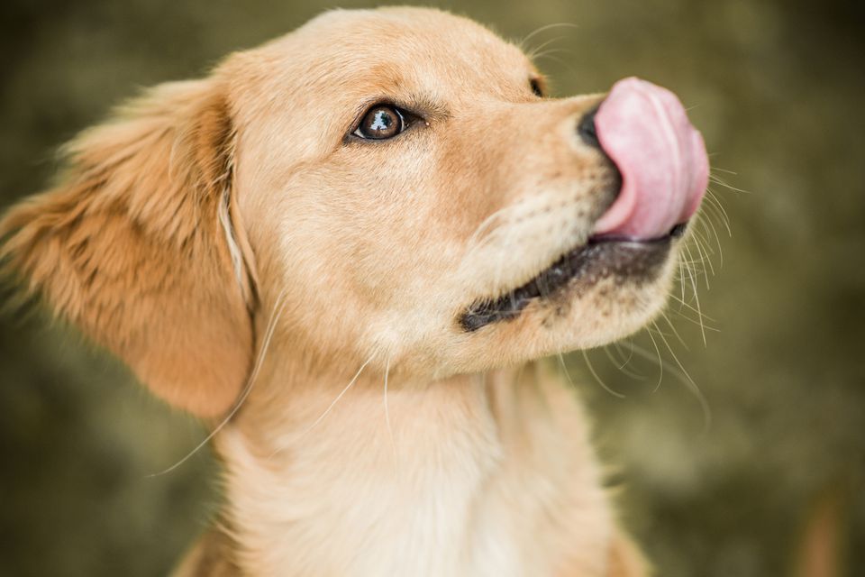 狗狗鼻子干不一定是生病！但狗狗鼻子干还有这些症状，就是生病了