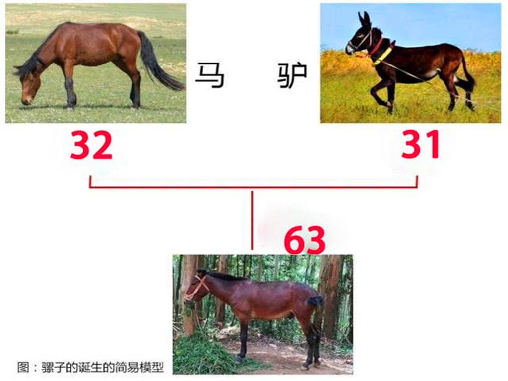 騾子懷孕必死?為什麼騾子無法生育?原來是「馬和驢」惹的禍 - 資訊咖
