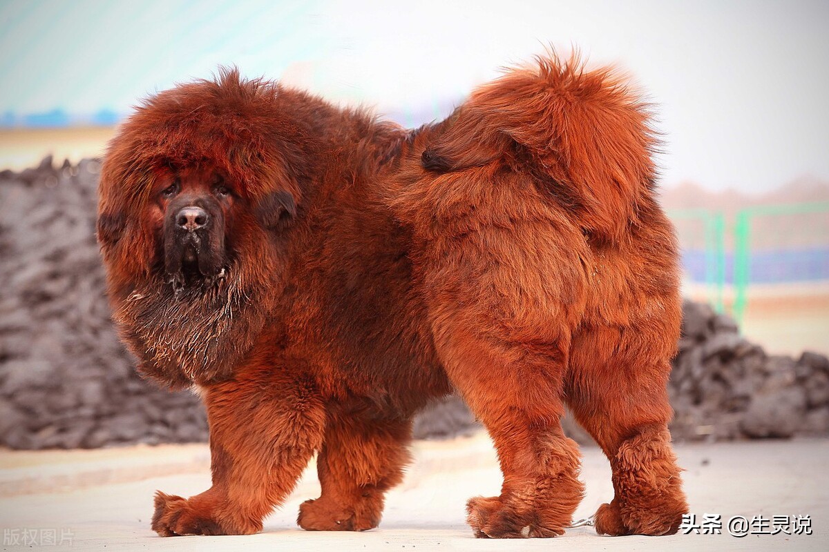 The Tibetan mastiff fights three black bears bravely. In terms of