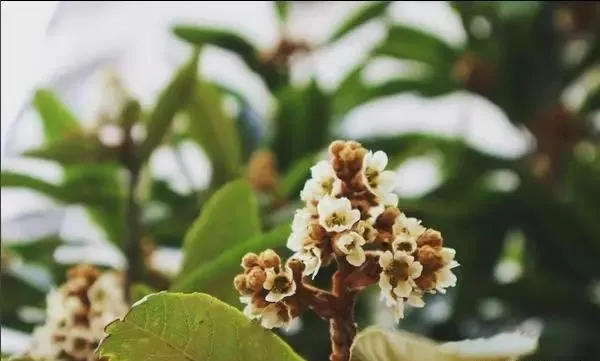 160種· 奇花異草，絕對有你沒見過的！ 「下部分」