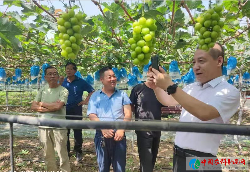 眉縣逸凡家庭農(nóng)場：“陽光玫瑰”葡萄成致富果