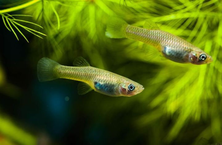 外來物種食蚊魚入侵中國泛濫成災，一天吃蚊2000隻，現在如何了？