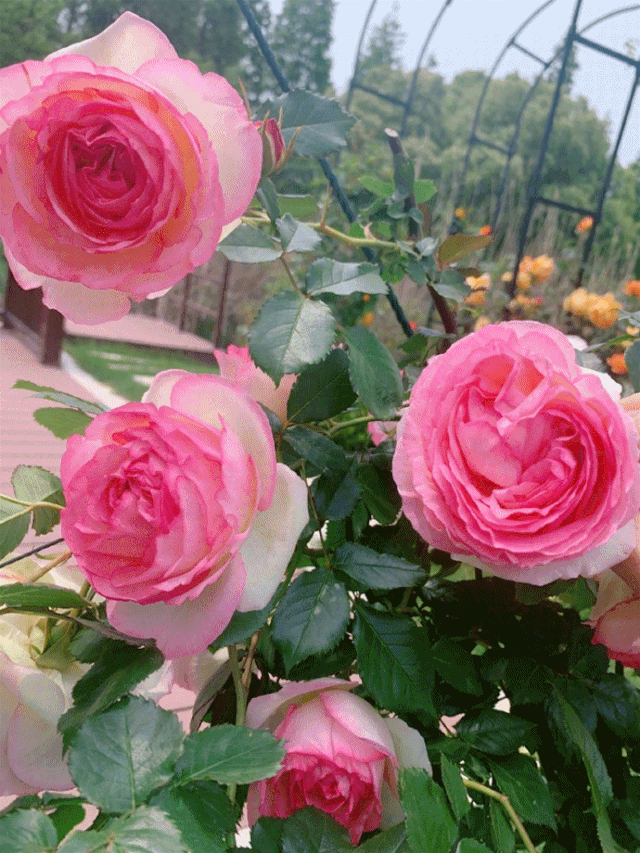 张馨予坦言收视率再高也不要再和热巴合作？给