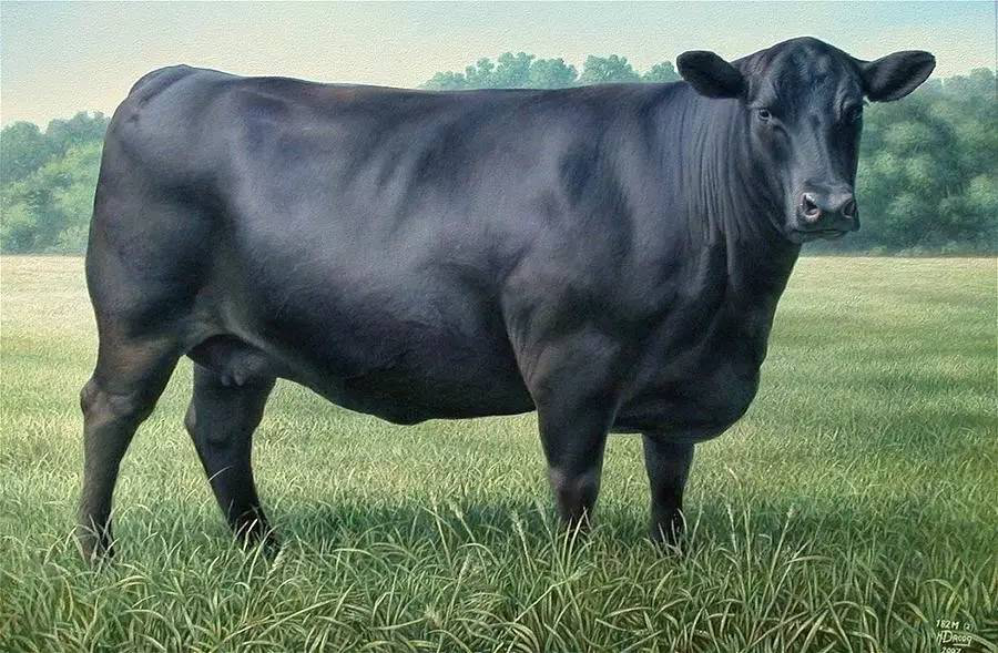养牛关注：肉牛种业的昨天、今天和明天