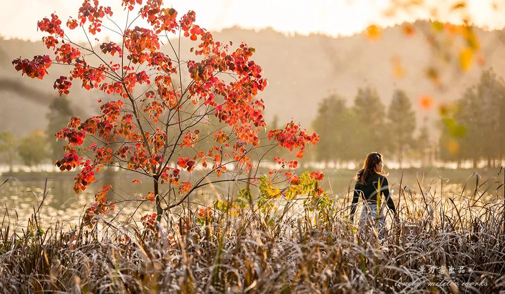 武汉这个漫长的秋天，是大自然馈赠的礼物啊