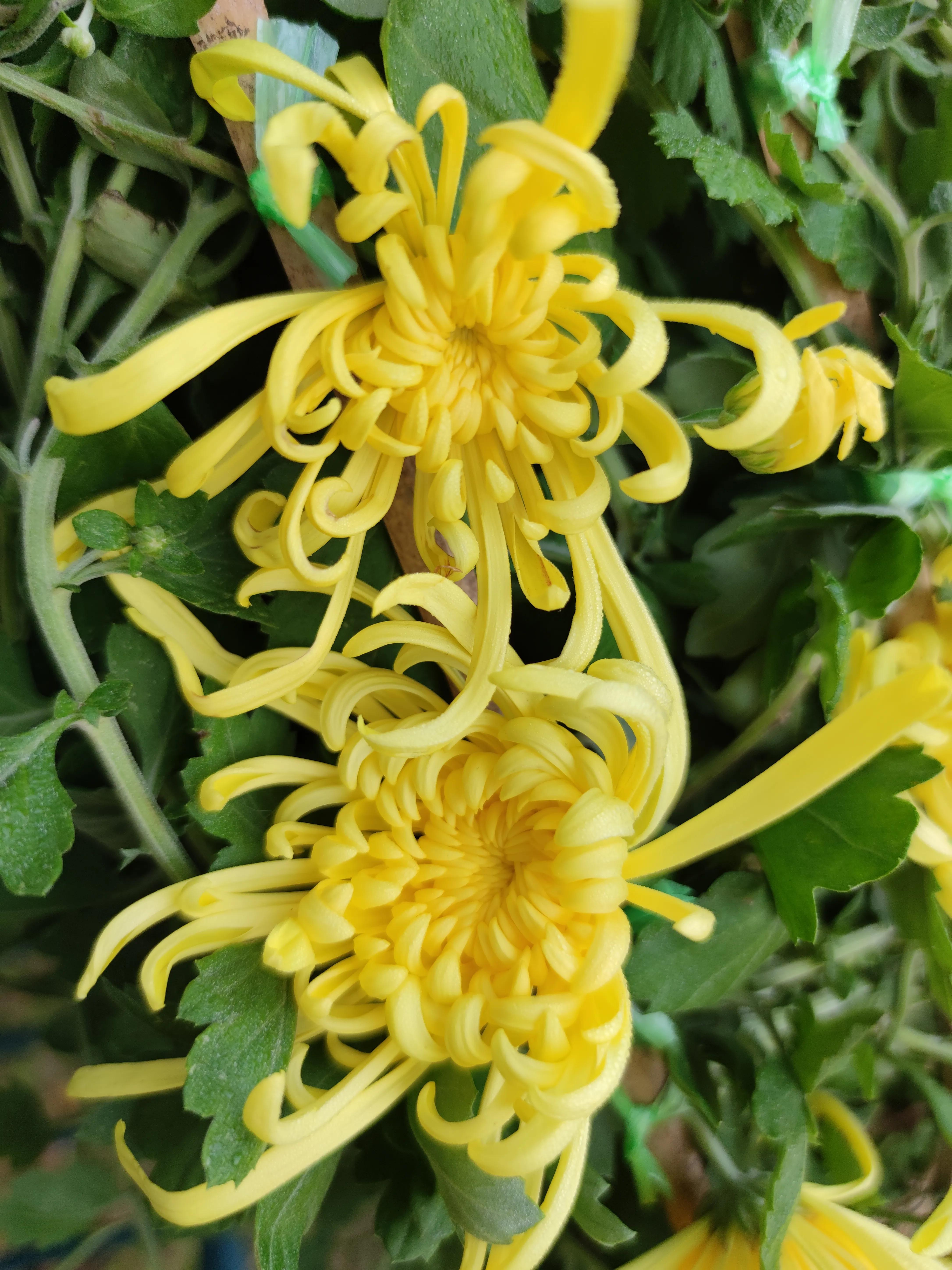 Autumn rhyme, chrysanthemum meaning, poetry beauty iNEWS