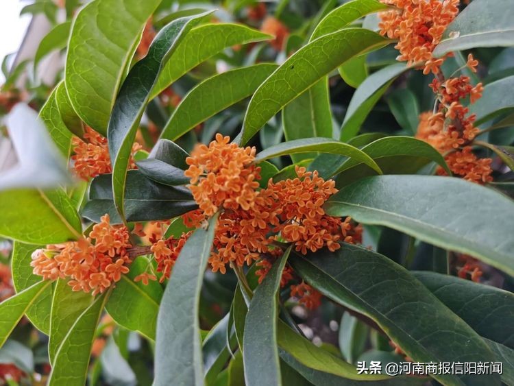 范东升：商城八月桂花遍地开