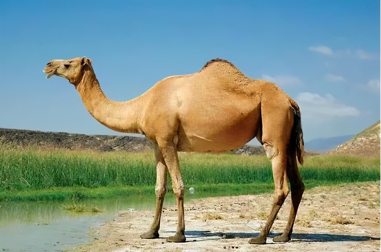 誰說“瘦死的駱駝比馬大”？這種馬比駱駝大多了！拉力堪比小貨車