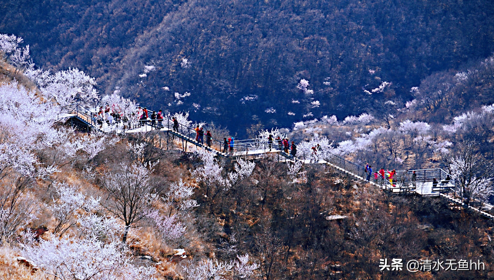 九龙峡，谁把桃花移画中