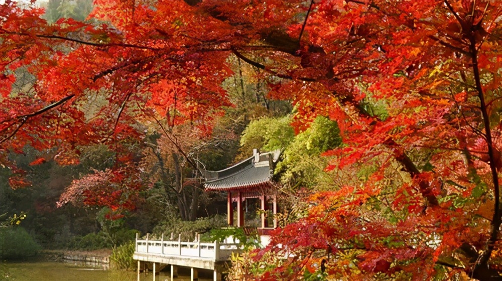 Missing these 14 maple viewing areas in November is equivalent to missing the entire autumn