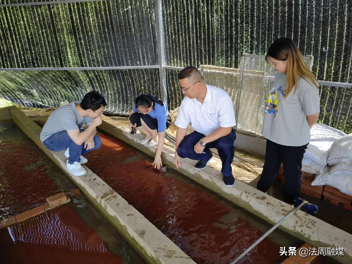 澧县梦溪镇淡水鳗鱼养殖助力乡村产业振兴