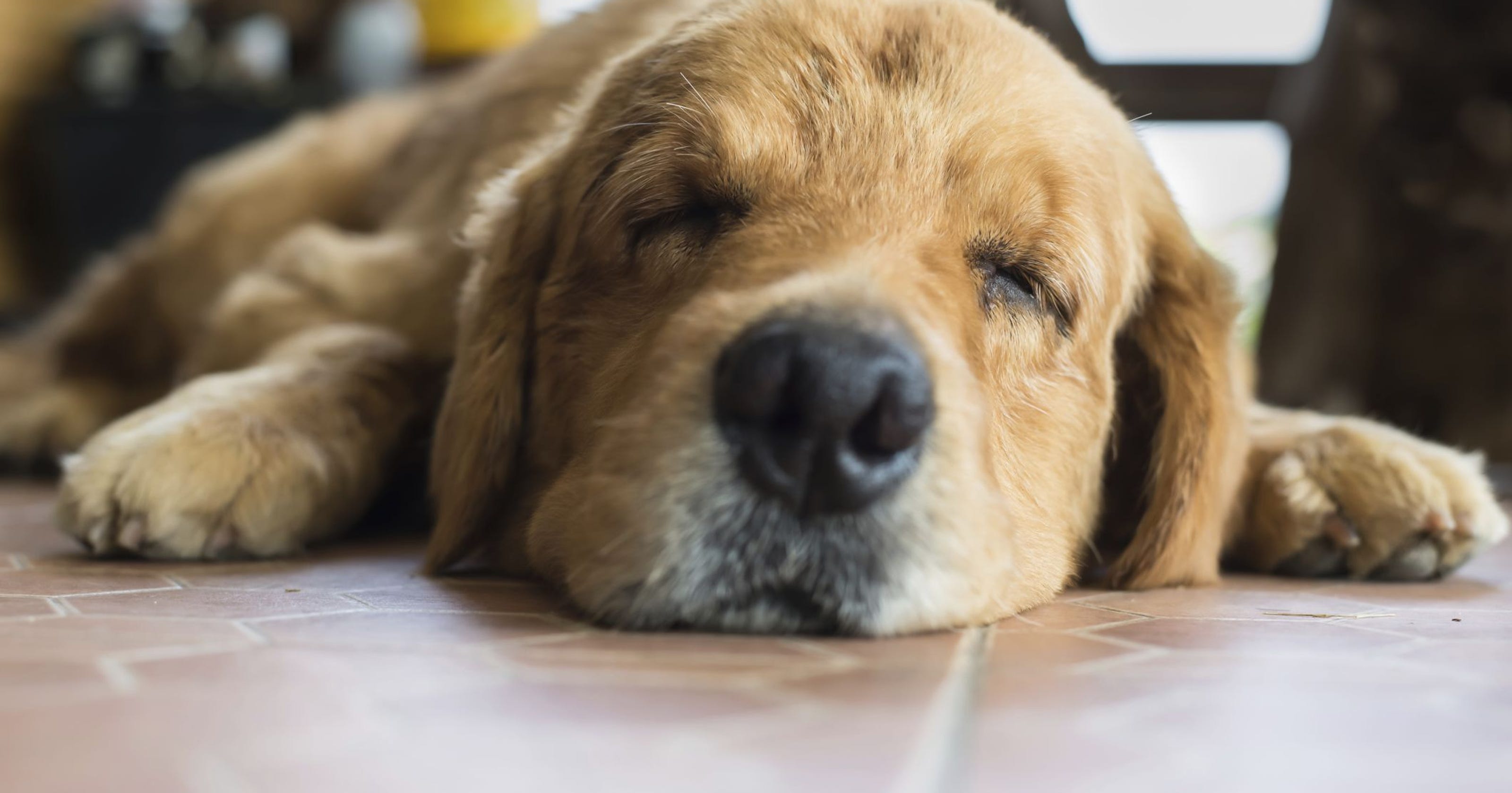 狗狗容易呕吐？常见有这5个原因，附预防狗呕吐的实用方法