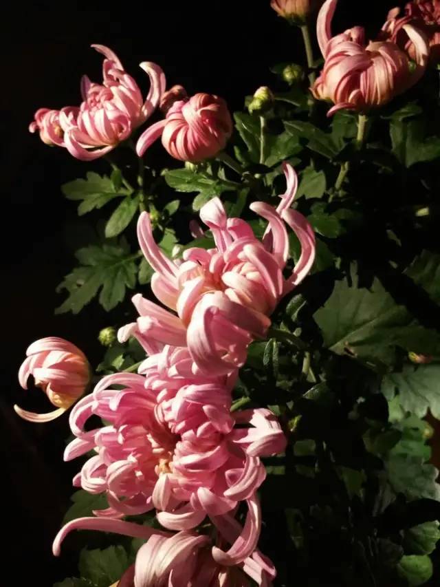 中國十大名花，美呆了