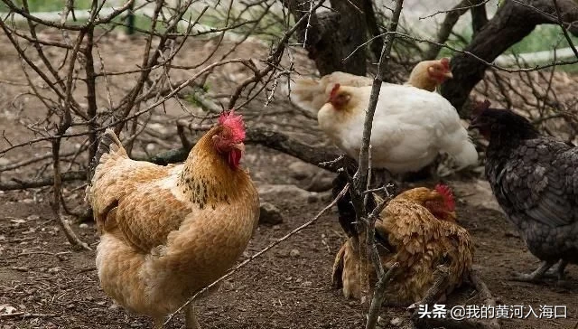 农村怪相：商贩在农村高价收购老母鸡，年岁越