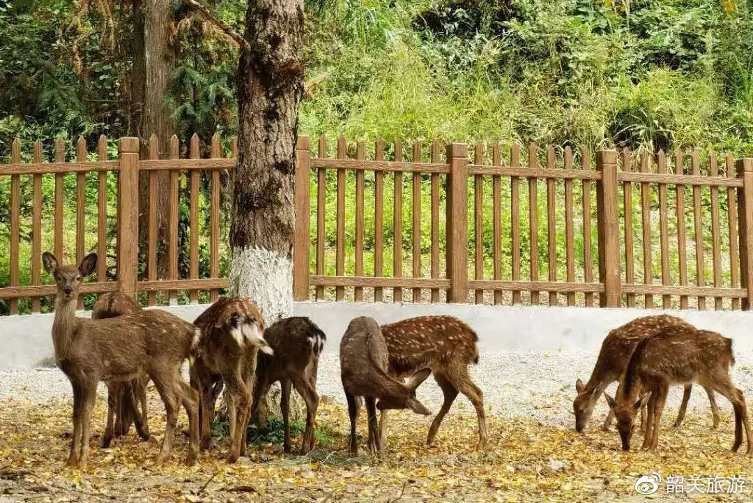 准备打卡！金丝皇菊花海、银杏...周末来南雄这条线，玩法不重复