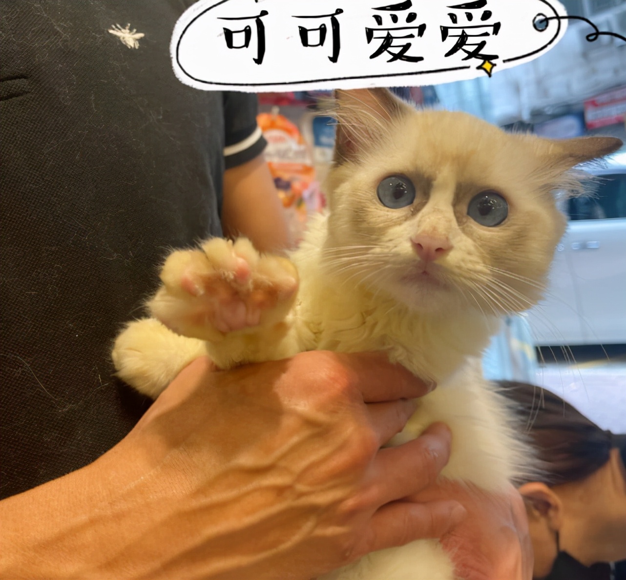 宠妻狂魔！郭富城陪老婆逛街，方媛晒夫妻俩与猫咪合照大秀恩爱