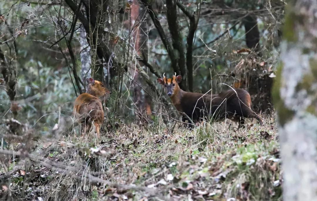 冰雪世界里的奇幻森林——唐家河、卧龙自然观察记