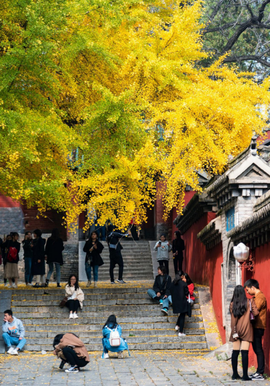 少林寺银杏树——穿越千年的美