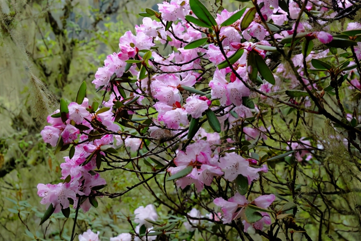 世界野生动植物日，来看看地球上仅剩一只（株）的动植物