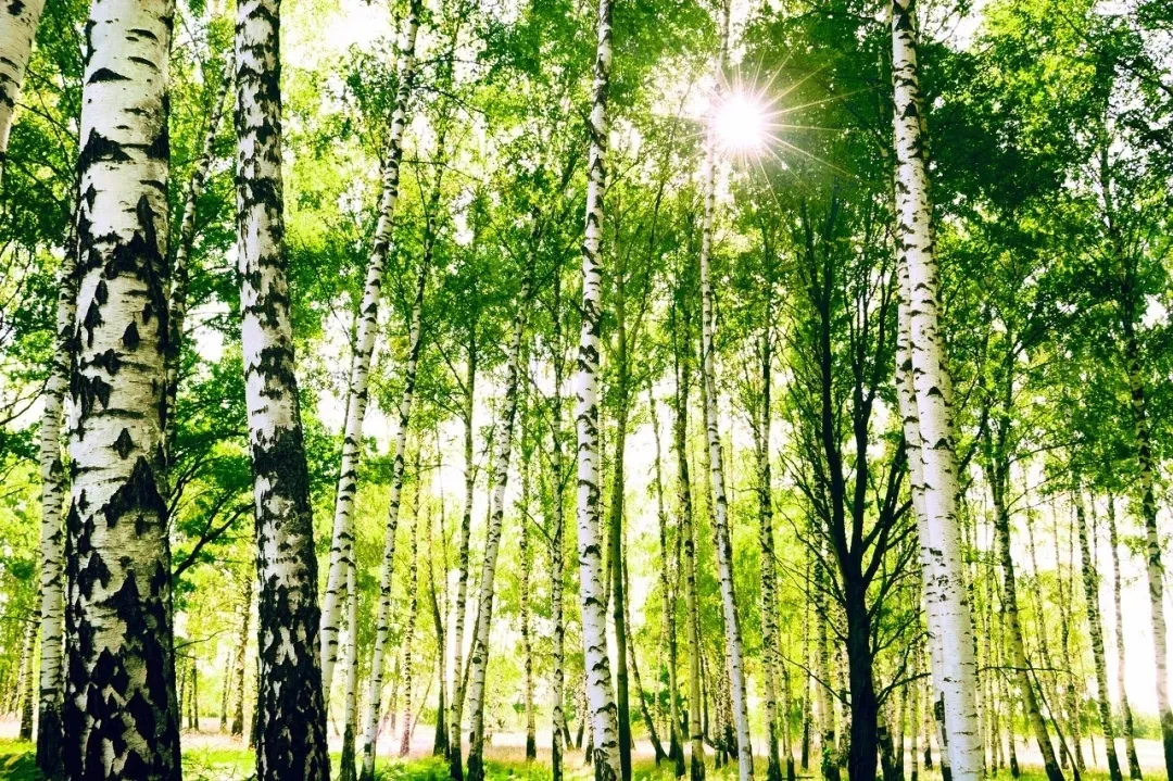 Repelling the scorching summer grassland paradise, Hulunbuir travels the most beautiful route, parent-child vacation praises