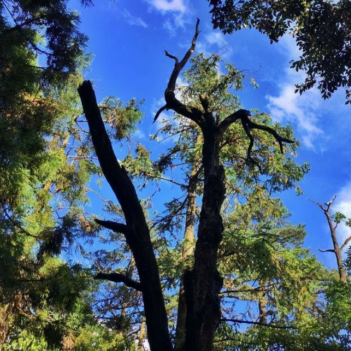 世界野生动植物日，来看看地球上仅剩一只（株）的动植物